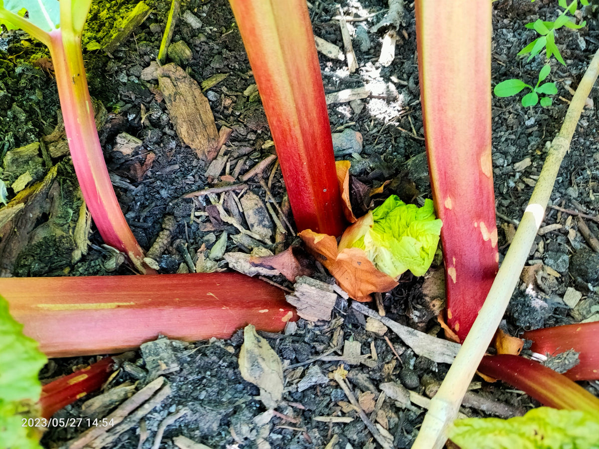 The Rhubarb Triangle Catenus