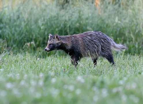 COVID origins debate: what to make of new findings linking the virus to raccoon dogs