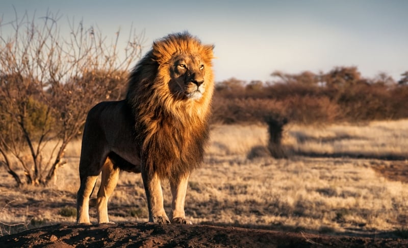 The Wild Lions of Africa