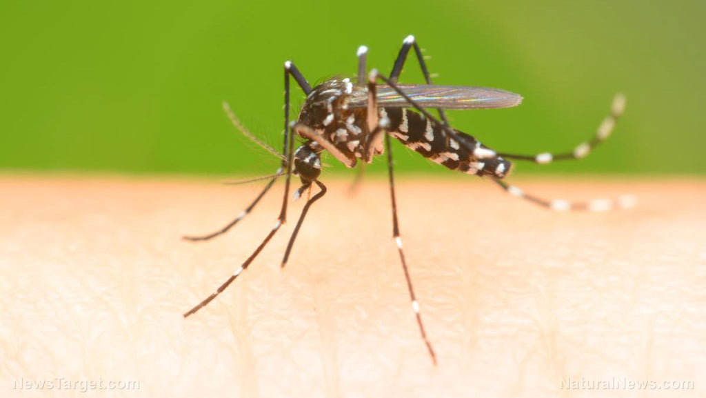 Chinese researchers celebrate study using mosquitoes to administer “vaccines”