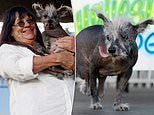 The world’s ugliest dog title goes to a seven-year-old Chinese Crested pup called Scooter