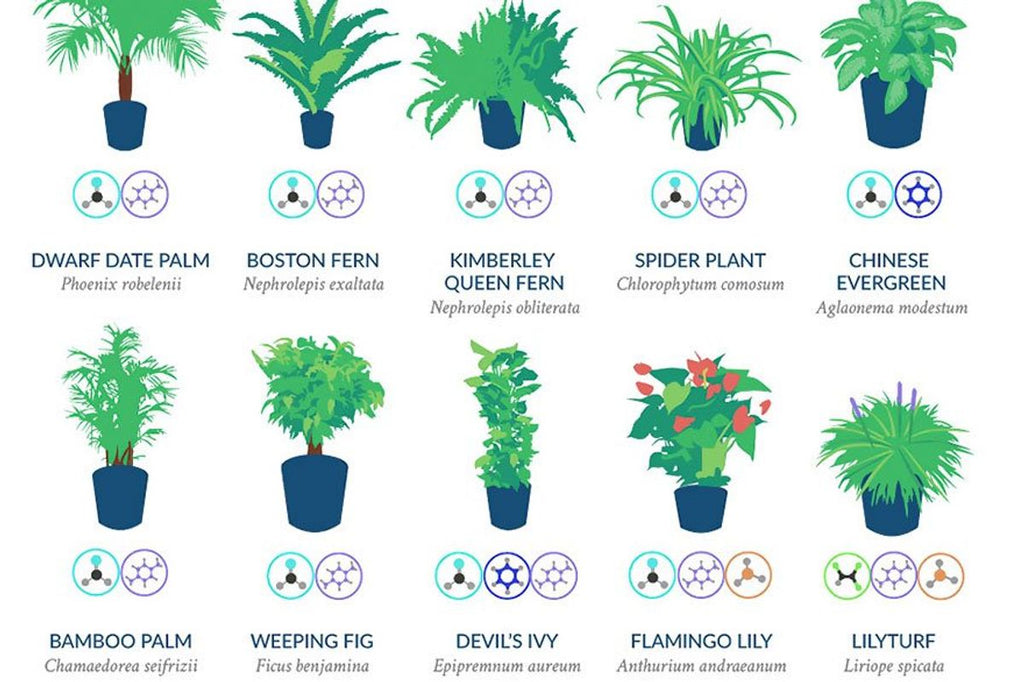 NASA says these 18 plants are the best at naturally filtering the air in your home.