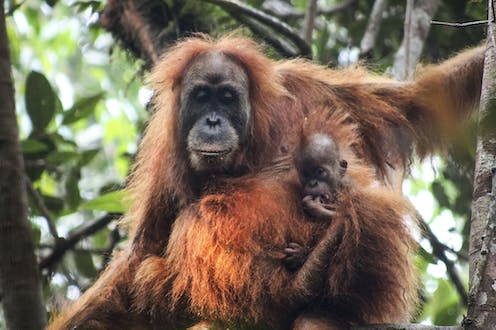 A China-backed dam in Indonesia threatens a rare great ape – and that’s just the tip of the iceberg