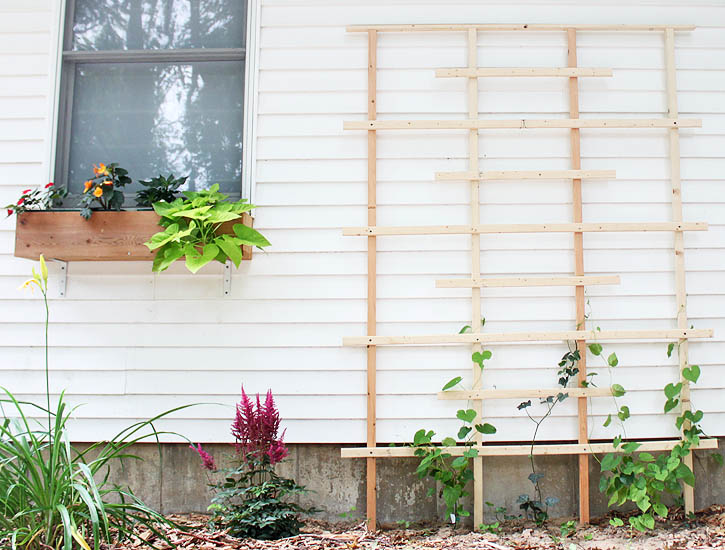 Trellises are a nice way of filling an empty space in a garden or back yard