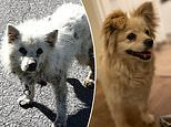 Dogs rescued from Chinese meat trade arrive in Paris as they head to their new homes in the UK