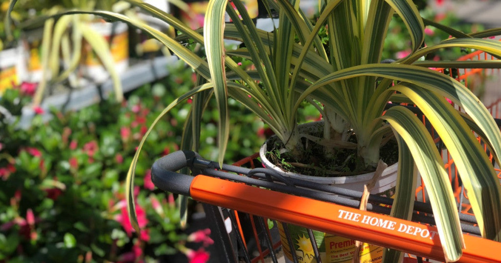18 Ways to Save at The Home Depot – Including How to Get Multiple Coupons & Return Dead Plants