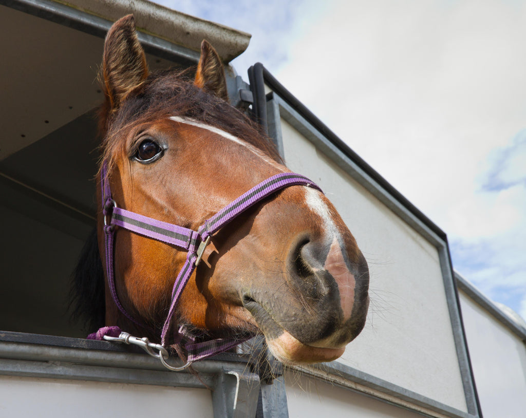 SmartPak Monday Morning Feed: Horse Trailering Checklist