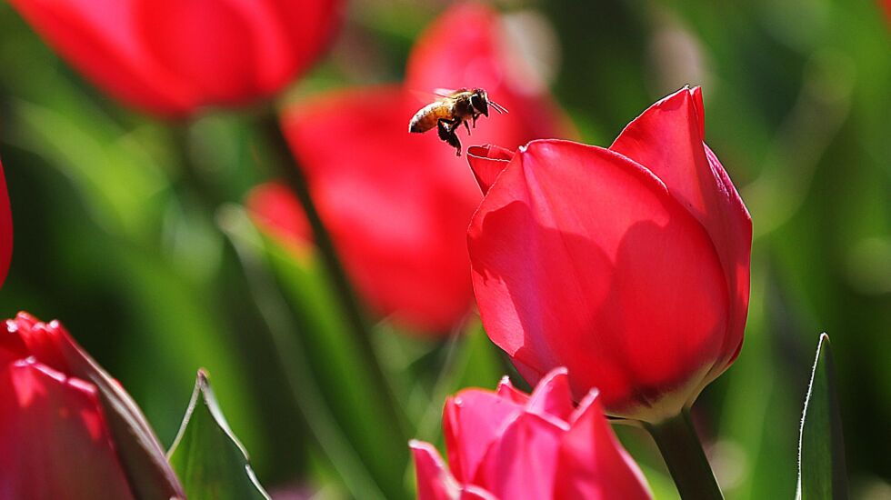 Today is the first day of spring: How to celebrate